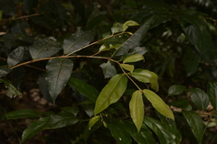 Backhousia leptopetala