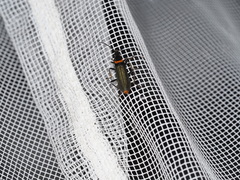 Chauliognathus lugubris