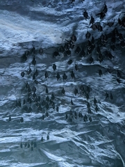 Hipposideros armiger terasensis