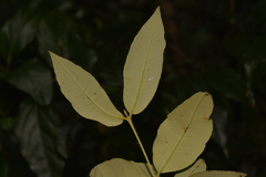 Backhousia leptopetala