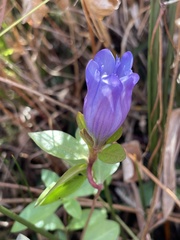 Gentiana catesbaei
