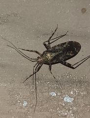 Phytocoris tiliae
