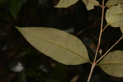 Backhousia leptopetala