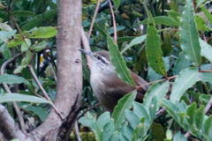 Cantorchilus modestus