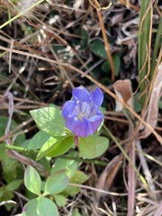 Gentiana catesbaei