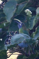 Aulacorhynchus prasinus