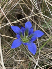 Gentiana autumnalis