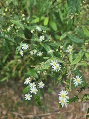 Olearia lirata