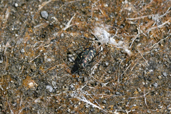 Cicindela haemorrhagica