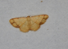 Lomographa indularia