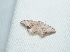 Idaea halmaea