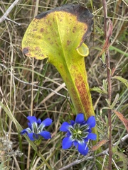 Gentiana autumnalis