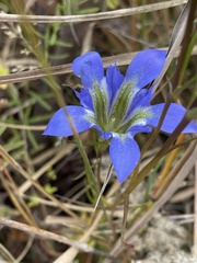 Gentiana autumnalis