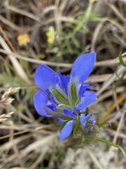 Gentiana autumnalis