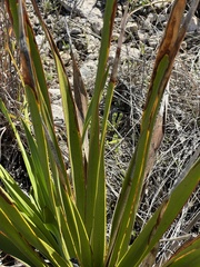 Yucca rupicola