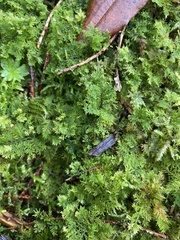 Hylocomium splendens