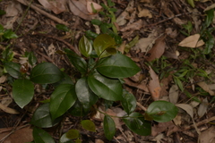 Cryptocarya triplinervis