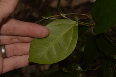 Cryptocarya triplinervis