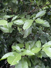 Sterculia monosperma