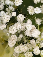 Spiraea cantoniensis