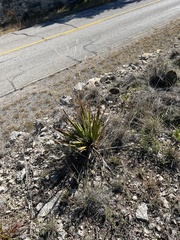 Yucca rupicola