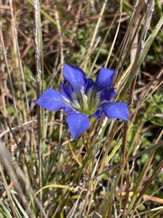 Gentiana autumnalis