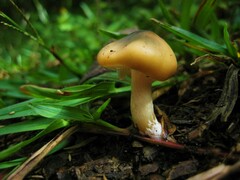 Psilocybe caerulescens