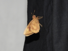 Erionota thrax