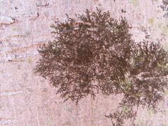 Frullania eboracensis