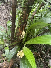 Calanthe formosana