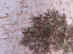Frullania eboracensis