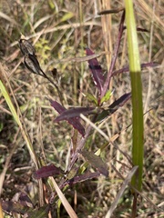 Cirsium virginianum
