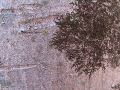 Frullania eboracensis