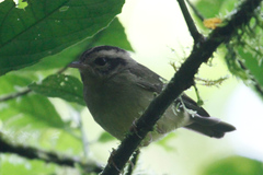 Basileuterus melanotis