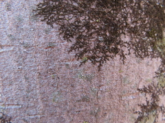 Frullania eboracensis