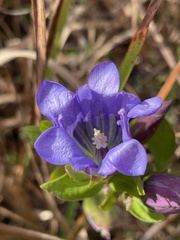 Gentiana catesbaei