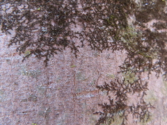 Frullania eboracensis