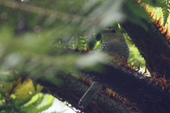 Pachyramphus versicolor