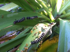 Xanthopastis regnatrix