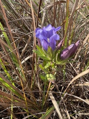 Gentiana catesbaei