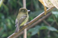 Empidonax flavescens