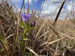 Gentiana catesbaei