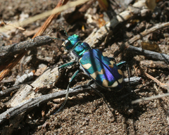 Cicindela coerulea nitida