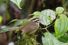 Basileuterus melanotis