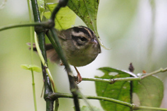Basileuterus melanotis