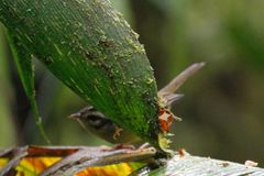 Basileuterus melanotis