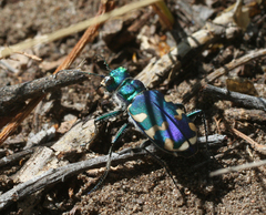 Cicindela coerulea nitida