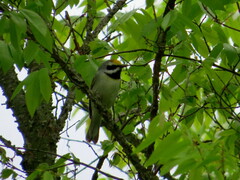 Vermivora chrysoptera