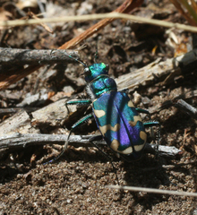 Cicindela coerulea nitida