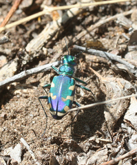 Cicindela coerulea nitida